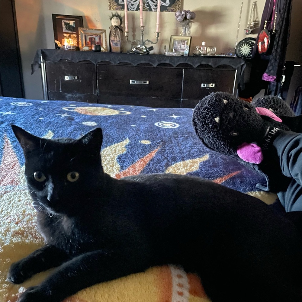 🐾🖤MEOW🖤🐾